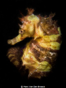 Yellow horse by Marc Van Den Broeck 
